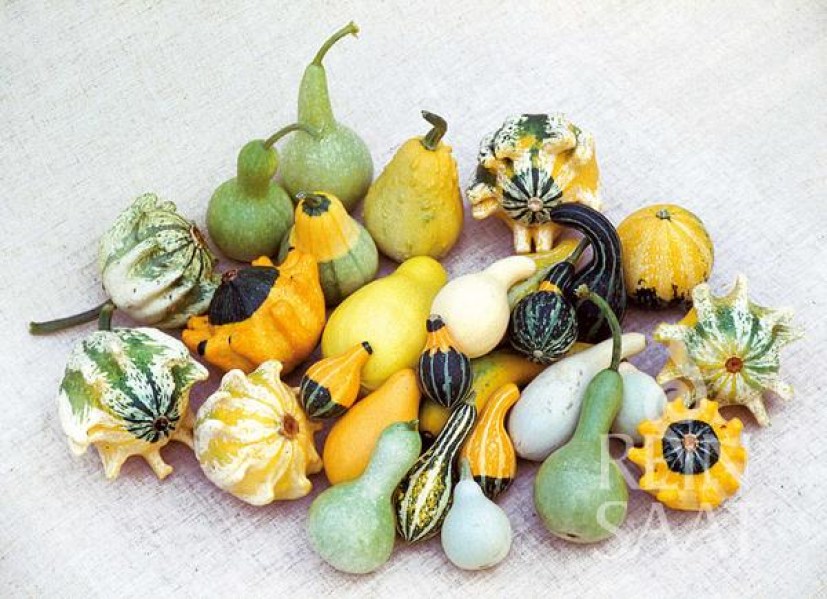 bio okrasne tekvicky, dekorativne takvicky, tekvicky, 